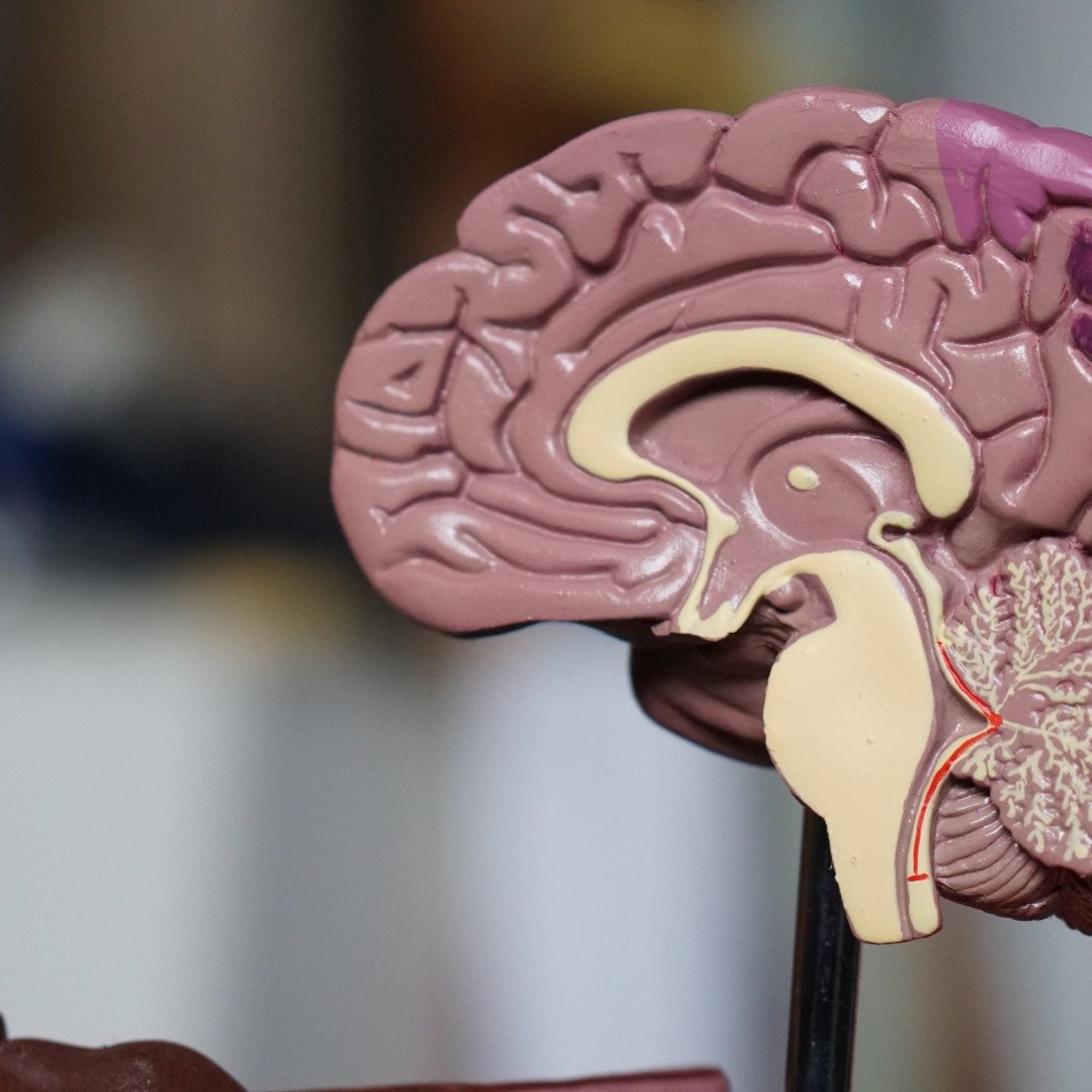 The neurobiology of OCD